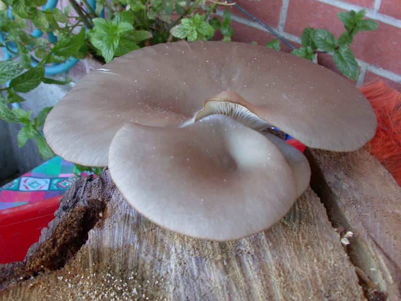 Nato in casa...(Pleurotus ostreatus)